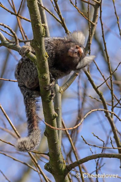 _DSC5374.JPG - Dierenrijk