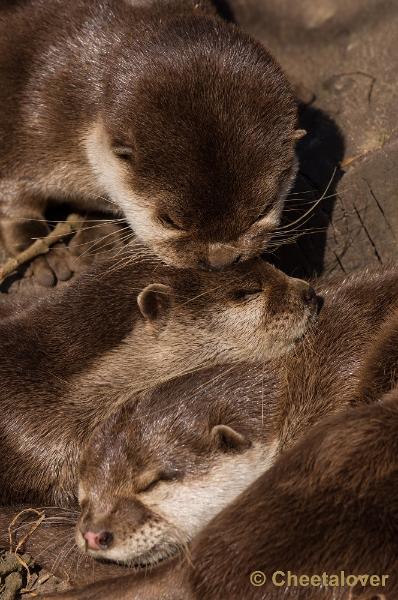 _DSC5563.JPG - Dierenrijk