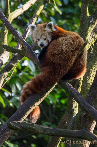 _DSC3879.JPG - Zoo Parc Overloon