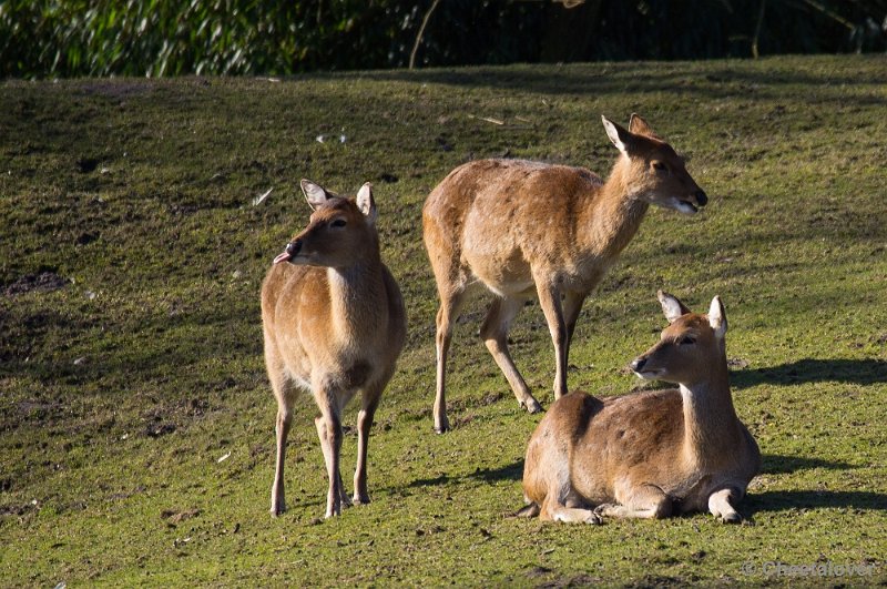 _DSC3893.JPG - Zoo Parc Overloon