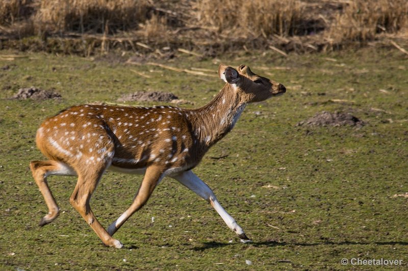 _DSC3917.JPG - Zoo Parc Overloon