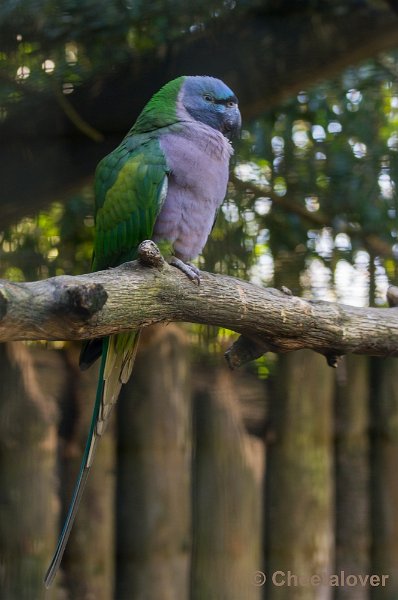 _DSC3967.JPG - Zoo Parc Overloon