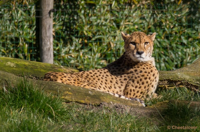 _DSC4047.JPG - Zoo Parc Overloon