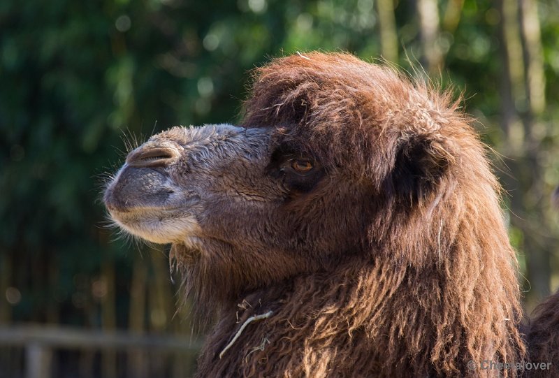 _DSC4072.JPG - Zoo Parc Overloon