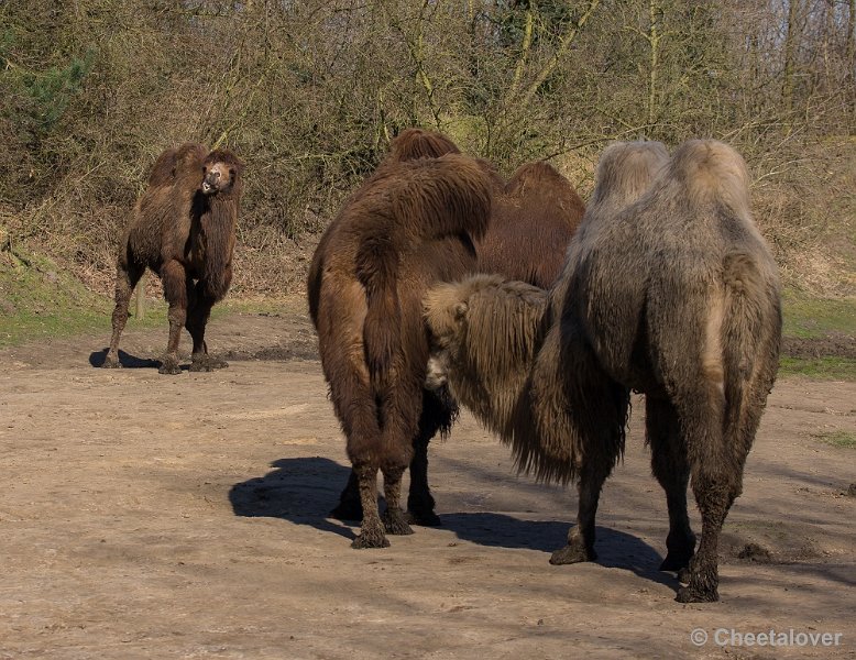 _DSC4077.JPG - Zoo Parc Overloon