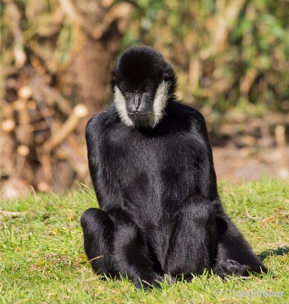 _DSC4133.JPG - Zoo Parc Overloon