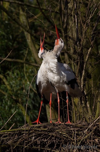 _DSC4154.JPG - Zoo Parc Overloon