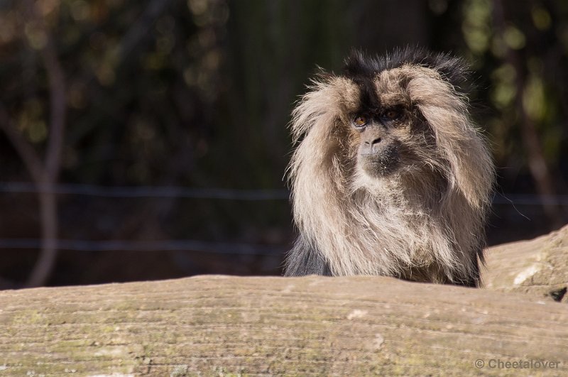 _DSC4241.JPG - Zoo Parc Overloon