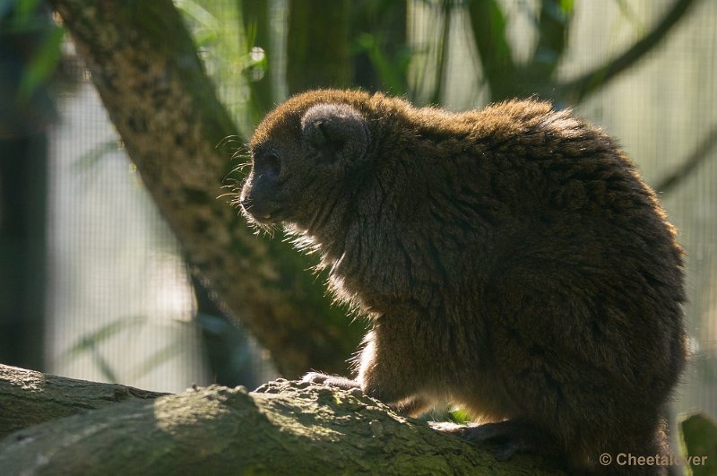 _DSC4329.JPG - Zoo Parc Overloon