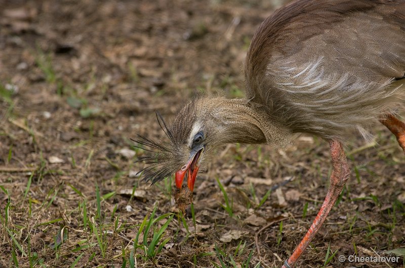 _DSC4346.JPG - Zoo Parc Overloon