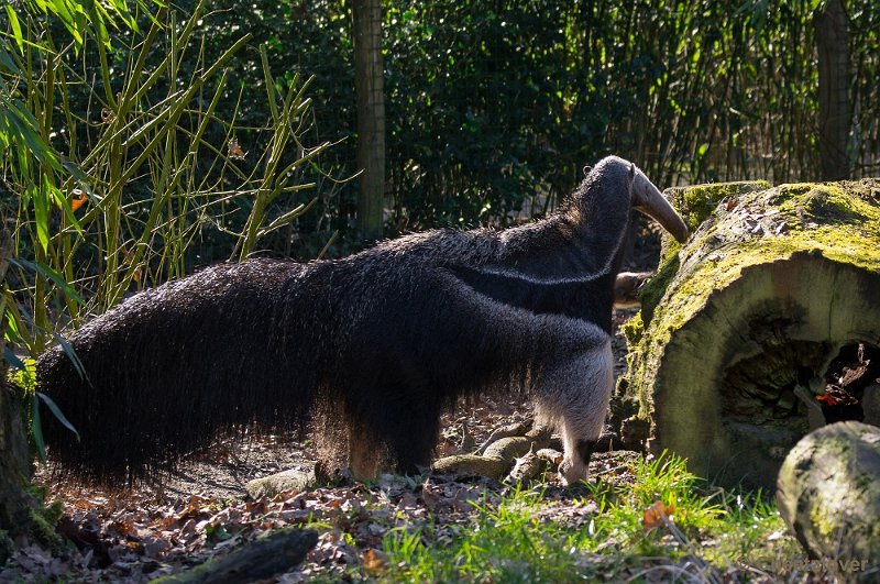 _DSC4365.JPG - Zoo Parc Overloon