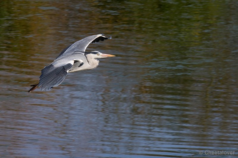 _DSC4409.JPG - Zoo Parc Overloon