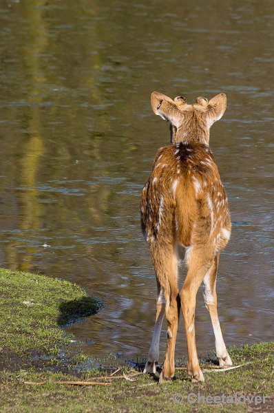 _DSC4413.JPG - Zoo Parc Overloon