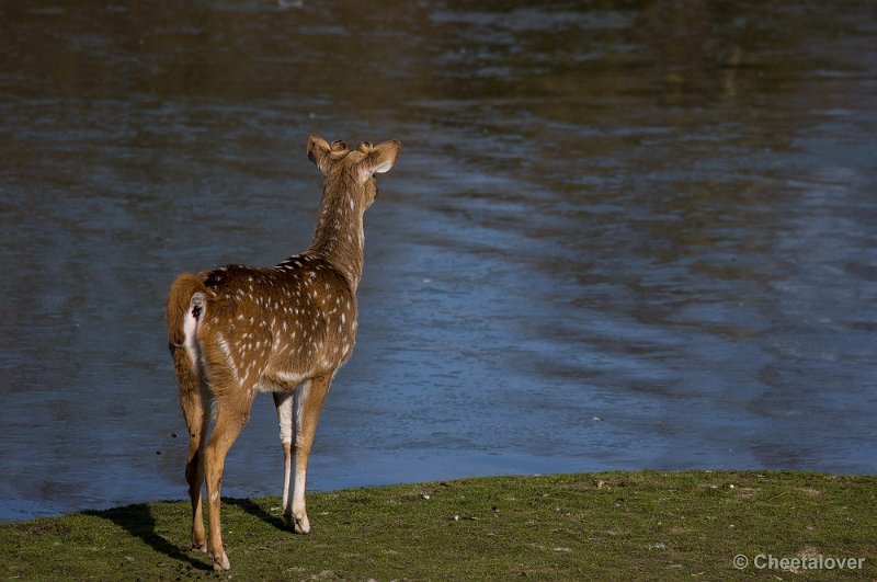 _DSC4426.JPG - Zoo Parc Overloon