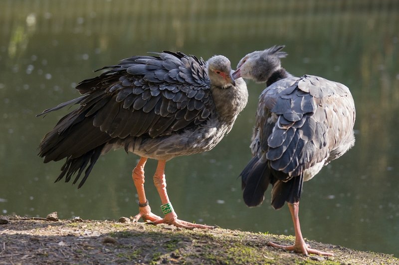 _DSC4448.JPG - Zoo Parc Overloon