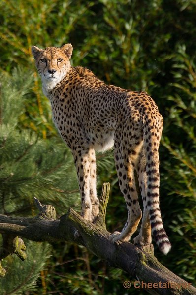 _DSC4506.JPG - Zoo Parc Overloon