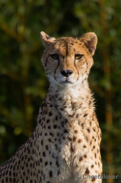 _DSC4520.JPG - Zoo Parc Overloon