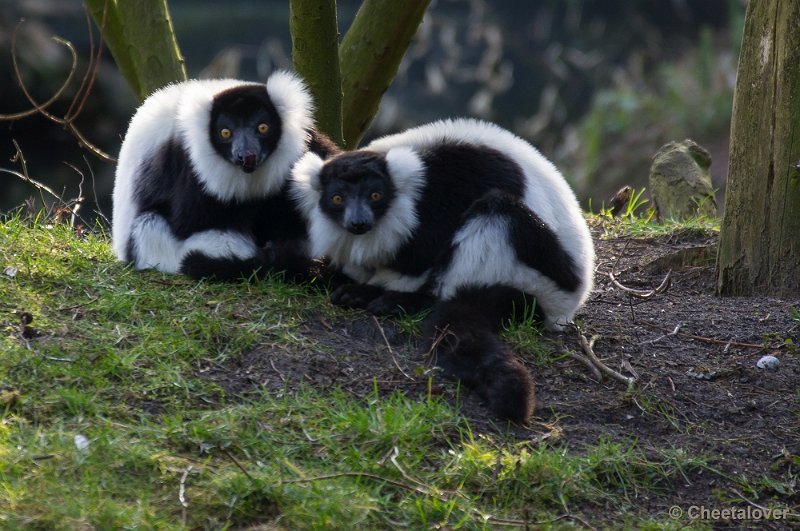 _DSC4603.JPG - Zoo Parc Overloon