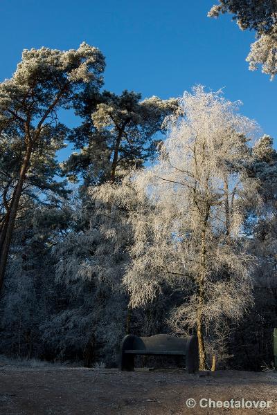 _DSC0006.JPG - Oisterwijkse Vennen en Plassen in een wintersfeertje