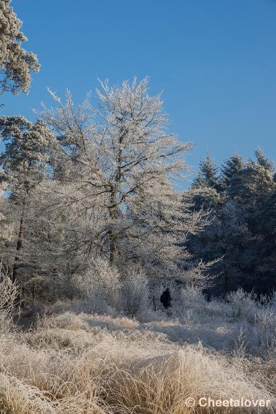 _DSC0068.JPG - Oisterwijkse Vennen en Plassen in een wintersfeertje