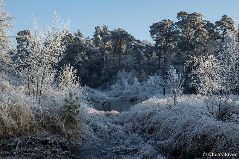 _DSC0075.JPG - Oisterwijkse Vennen en Plassen in een wintersfeertje