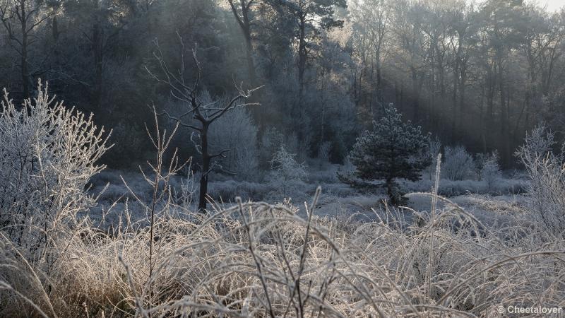 _DSC0083.JPG - Oisterwijkse Vennen en Plassen in een wintersfeertje