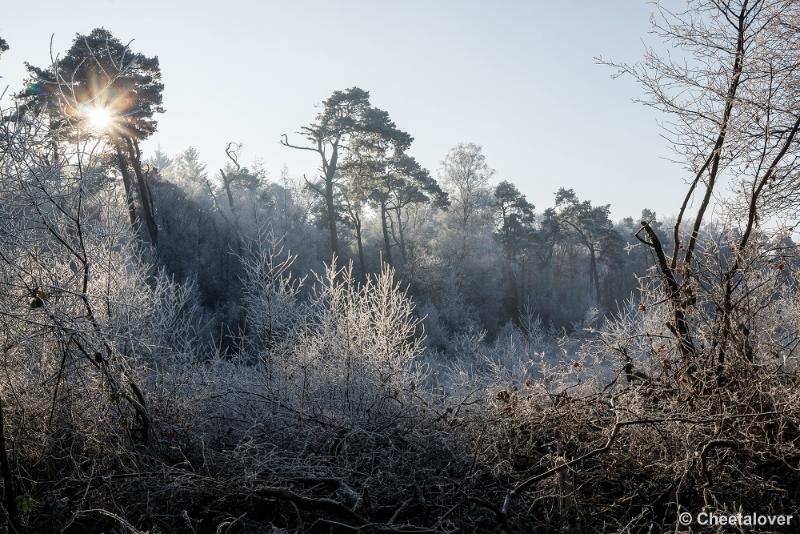 _DSC0086.JPG - Oisterwijkse Vennen en Plassen in een wintersfeertje