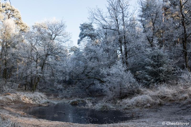 _DSC0087.JPG - Oisterwijkse Vennen en Plassen in een wintersfeertje