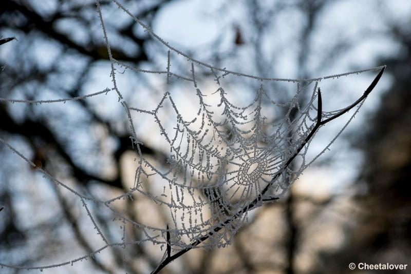 _DSC0102.JPG - Oisterwijkse Vennen en Plassen in een wintersfeertje