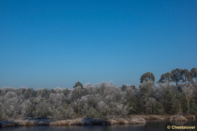 _DSC0131.JPG - Oisterwijkse Vennen en Plassen in een wintersfeertje