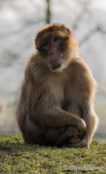 _DSC0005.JPG - Dierenrijk