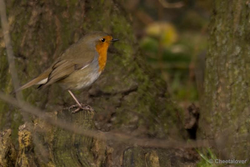 _DSC0012.JPG - Dierenrijk