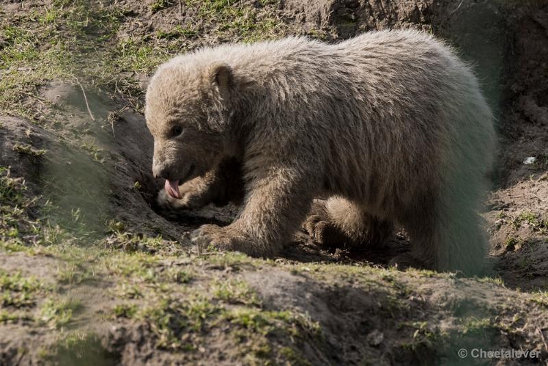 _DSC0109.JPG - Dierenrijk