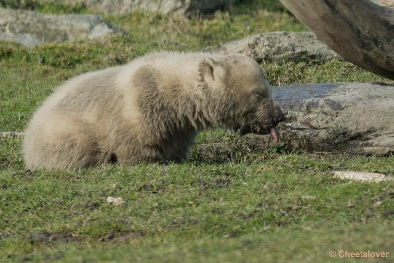 _DSC0181.JPG - Dierenrijk