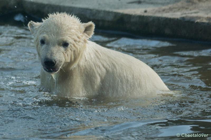 _DSC0208.JPG - Dierenrijk