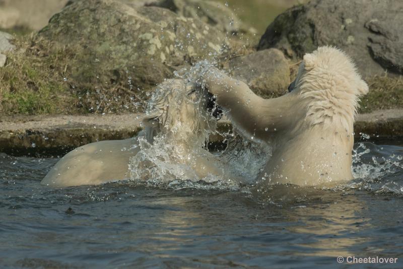 _DSC0322.JPG - Dierenrijk