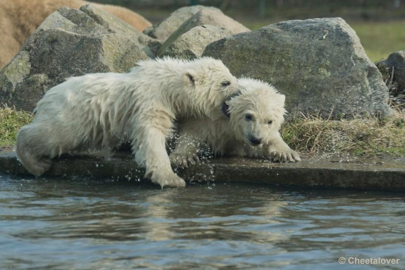 _DSC0346.JPG - Dierenrijk