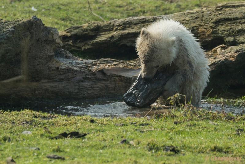 _DSC0358.JPG - Dierenrijk