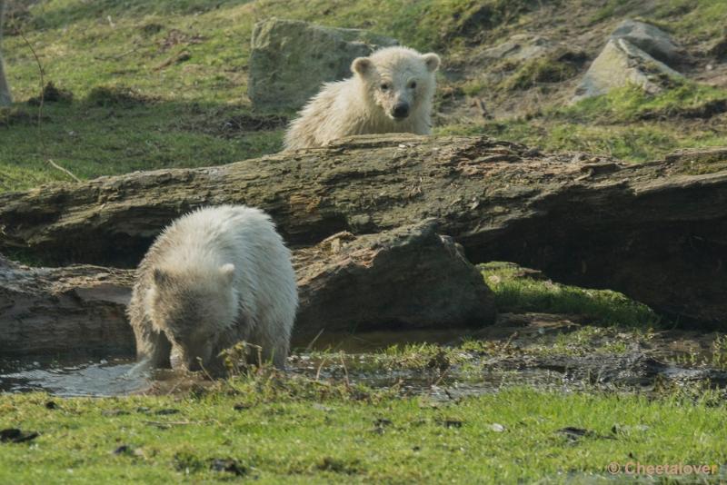 _DSC0368.JPG - Dierenrijk