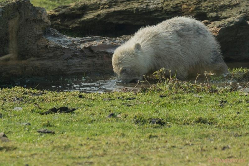 _DSC0372.JPG - Dierenrijk