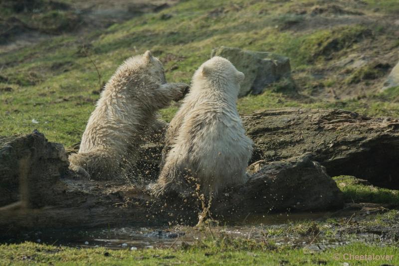 _DSC0374.JPG - Dierenrijk