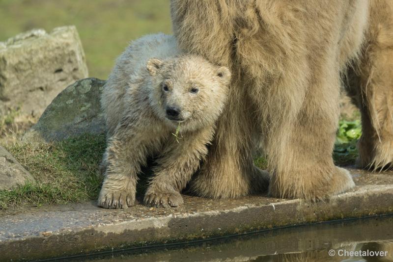 _DSC0404.JPG - Dierenrijk