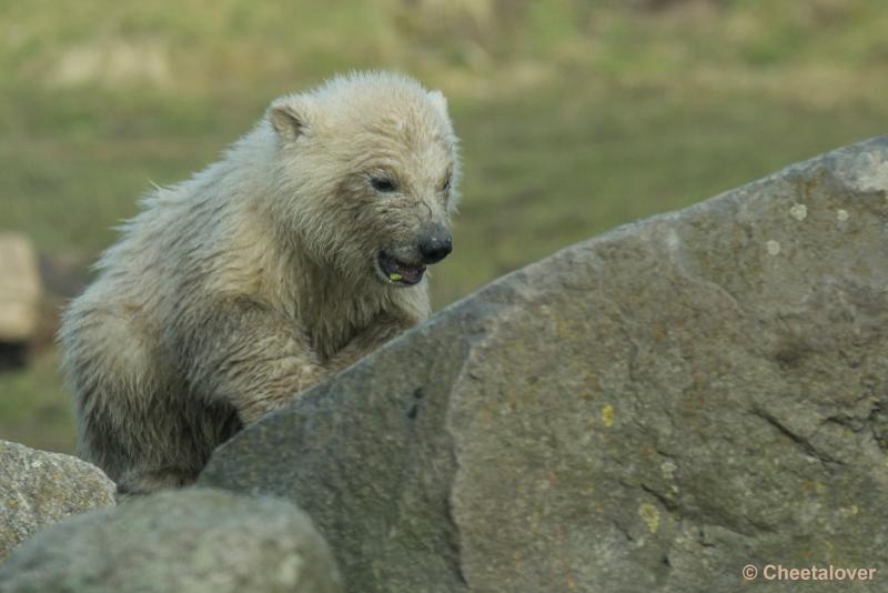 _DSC0423.JPG - Dierenrijk