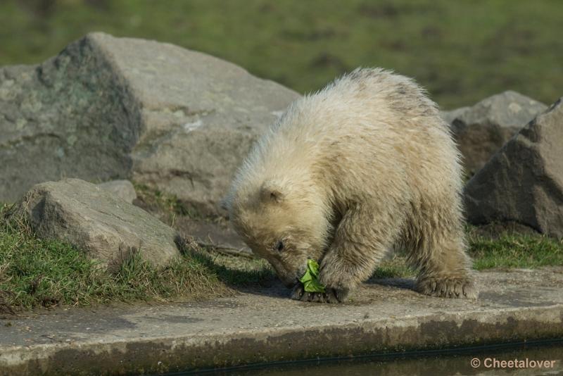 _DSC0437.JPG - Dierenrijk