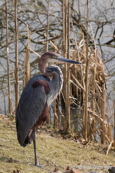 _DSC0479.JPG - Dierenrijk