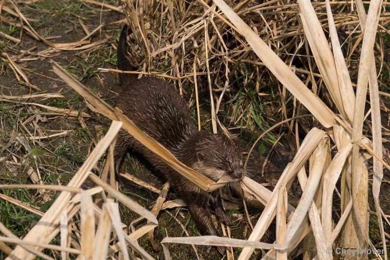 _DSC0502.JPG - Dierenrijk