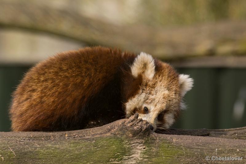 _DSC0519.JPG - Dierenrijk