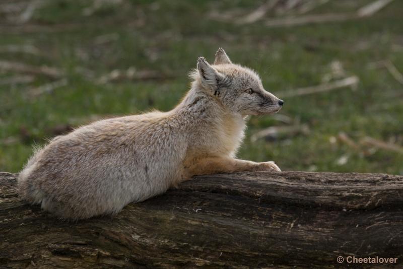 _DSC0522.JPG - Dierenrijk