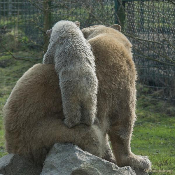 _DSC0557.JPG - Dierenrijk