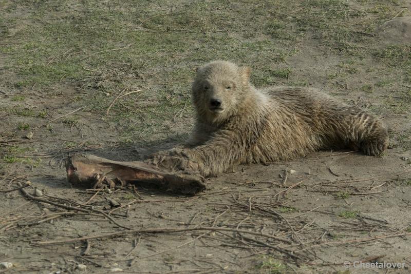 _DSC0563.JPG - Dierenrijk